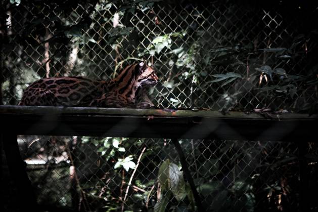 September 19, 2026, Los Yungas, Bolivia: LOS YUNGAS, BOLIVIA, SEPTEMBER 18, 2026: A Tilcayo (Leopardus tilcayo), a newly identified species of wild cat native to BoliviaÃ¢â‚¬â ¢s Yungas cloud forests. Scientists formally described the species in research published this week, marking the first time a new living wild cat species has been scientifically named and described in more than a century. Genetic research found the Tilcayo to be distinct from other South American tiger cats. Los Yungas Bolivia - ZUMAq101 20260919_zna_q101_058 Copyright: xAbadxMirandax