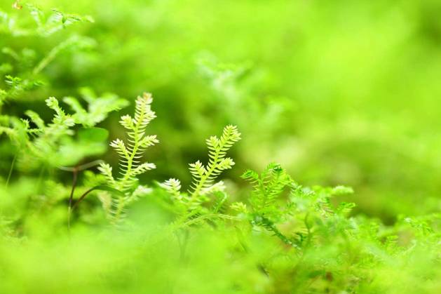 moss Copyright: xleungchopanx Panthermedia68379468.jpg