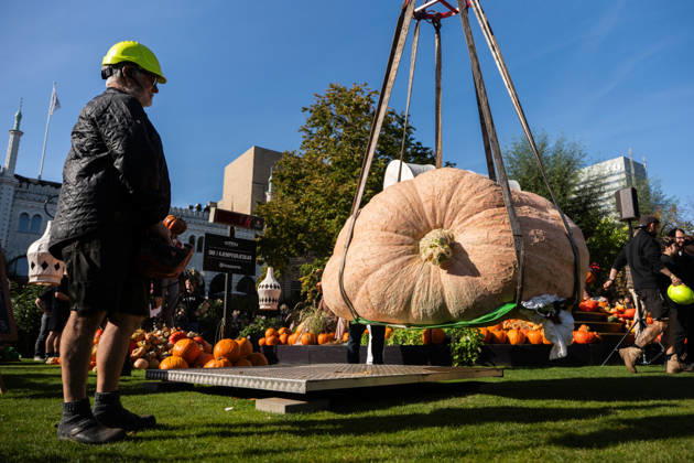 Danish Giant Pumpkin Championship Results Announced: Peter Holst Olsen’s giant pumpkin, weighing 1,198 kg, wins the Danish Giant Pumpkin Championship at Tivoli in Copenhagen on Saturday, October 3, 2026. Photo by Emil Nicolai Helms, Scanpix 2026, Copenhagen, Denmark Copyright: EmilxNicolaixHelmsx spdk20261003-132455-L