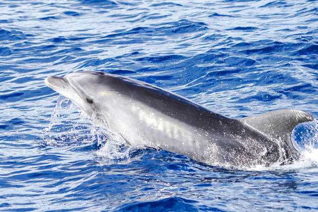 Dolphins in the Mediterranean Sea south of Mallorca near Paguera, October 9, 2026—Mallorca Dolphin Tour in the Mediterranean Sea near Paguera