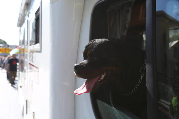 News Bilder des Tages October 10, 2026, Athens, Attica, GREECE: A dog looks out of a camper van displaying pro-Palestinian messages as demonstrators march past. Athens GREECE  - ZUMAx103 20261010_zip_x103_013 Copyright: xHarrisxXanthopoulosx