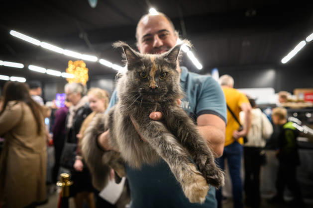 2026 WCF Jubilee Cat Show - Day 1 Owner holds his cat during the day one of 2026 WCF Jubilee Cat Show in Zagreb, Croatia on October 10, 2026.  DavorxPuklavec PIXSELL