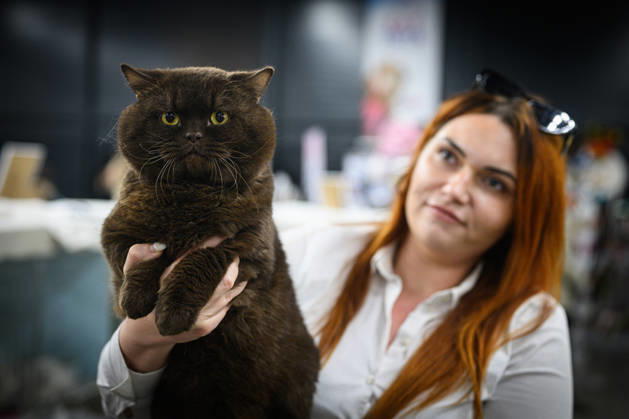 2026 WCF Jubilee Cat Show - Day 1 Owner holds her cat during the day one of 2026 WCF Jubilee Cat Show in Zagreb, Croatia on October 10, 2026.  DavorxPuklavec PIXSELL