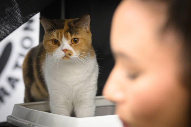 2026 WCF Jubilee Cat Show - Day 1 Cat is seen during the day one of 2026 WCF Jubilee Cat Show in Zagreb, Croatia on October 10, 2026.  DavorxPuklavec PIXSELL