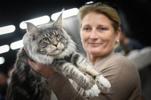 2026 WCF Jubilee Cat Show - Day 1 Owner holds her cat during the day one of 2026 WCF Jubilee Cat Show in Zagreb, Croatia on October 10, 2026.  DavorxPuklavec PIXSELL