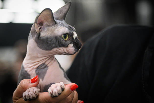 2026 WCF Jubilee Cat Show - Day 1 Owner holds her cat during the day one of 2026 WCF Jubilee Cat Show in Zagreb, Croatia on October 10, 2026.  DavorxPuklavec PIXSELL
