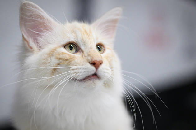 2026 WCF Jubilee Cat Show - Day 1 Cat is seen during the day one of 2026 WCF Jubilee Cat Show in Zagreb, Croatia on October 10, 2026.  DavorxPuklavec PIXSELL