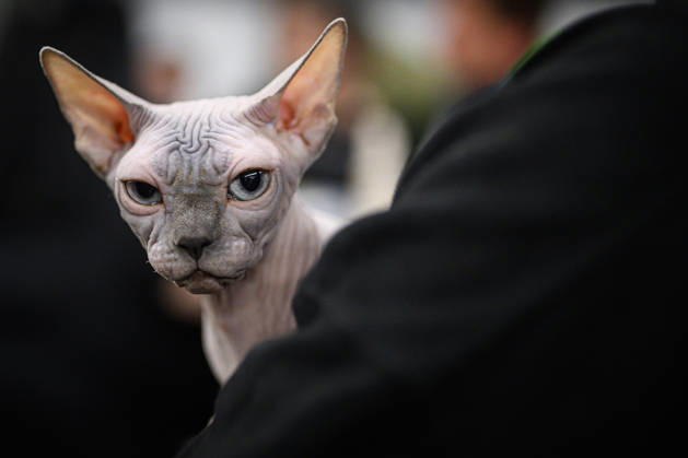 2026 WCF Jubilee Cat Show - Day 1 Owner holds her cat during the day one of 2026 WCF Jubilee Cat Show in Zagreb, Croatia on October 10, 2026.  DavorxPuklavec PIXSELL