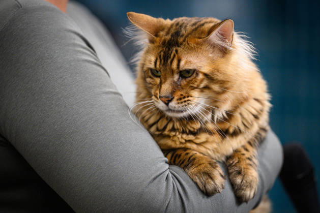 2026 WCF Jubilee Cat Show - Day 1 Owner holds her cat during the day one of 2026 WCF Jubilee Cat Show in Zagreb, Croatia on October 10, 2026.  DavorxPuklavec PIXSELL