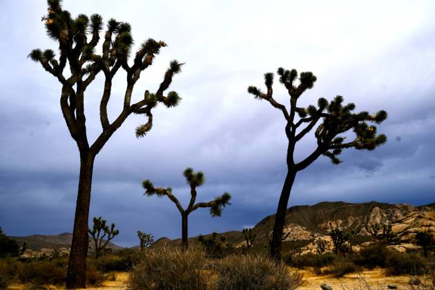 October 10, 2026, Joshua Tree, California, USA: Storm clouds fill the sky over the rocks and trees of Joshua Tree National Park. Tropical Storm Rachel is expected to bring heavy rain, flash flooding and strong winds to portions of Southern California, including the High Desert. The bulk of the storm is expected late Saturday through Tuesday. Joshua Tree USA - ZUMAr19_ 20261010_zap_r19_005 Copyright: xRuaridhxStewartx