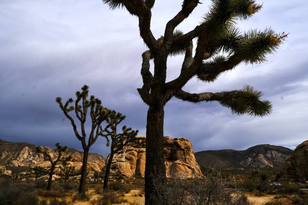 October 10, 2026, Joshua Tree, California, USA: Storm clouds fill the sky over the rocks and trees of Joshua Tree National Park. Tropical Storm Rachel is expected to bring heavy rain, flash flooding and strong winds to portions of Southern California, including the High Desert. The bulk of the storm is expected late Saturday through Tuesday. Joshua Tree USA - ZUMAr19_ 20261010_zap_r19_009 Copyright: xRuaridhxStewartx