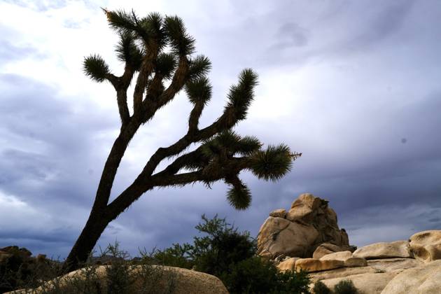 October 10, 2026, Joshua Tree, California, USA: Storm clouds fill the sky over the rocks and trees of Joshua Tree National Park. Tropical Storm Rachel is expected to bring heavy rain, flash flooding and strong winds to portions of Southern California, including the High Desert. The bulk of the storm is expected late Saturday through Tuesday. Joshua Tree USA - ZUMAr19_ 20261010_zap_r19_010 Copyright: xRuaridhxStewartx