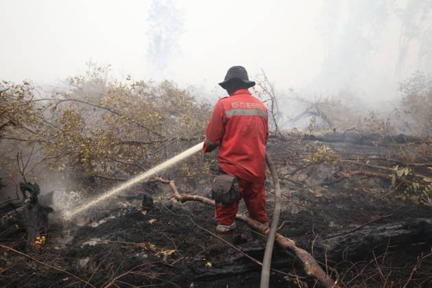 October 11, 2026, Kalimantan, Indonesia: PALANGKA RAYA, CENTRAL KALIMANTAN, INDONESIA, OCTOBER 11, 2026: Members of Indonesia s Manggala Agni forest fire brigade work to extinguish a forest fire in the Sebangau area of Palangka Raya, Central Kalimantan. The firefighting team has been responding to fires affecting forests and community land in the region during the dry season. Kalimantan Indonesia  - ZUMAq101 20261011_zna_q101_118 Copyright: xReginaxSafrix