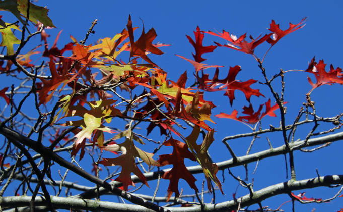 Golden October in Hamburg: Colorful leaves glisten in the sunlight