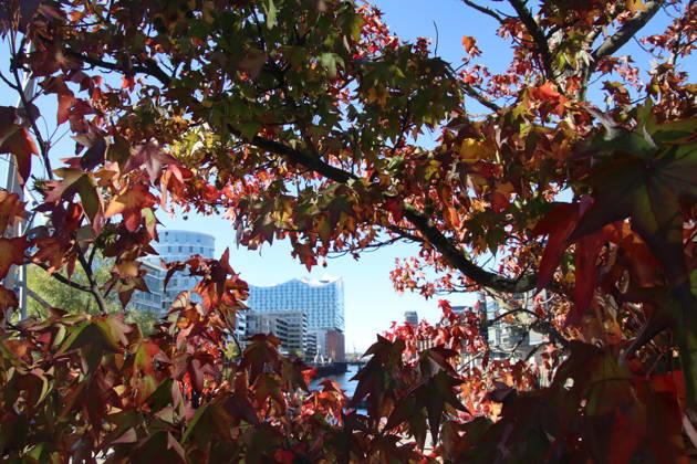 Golden October in Hamburg: Colorful leaves glisten in the sunlight