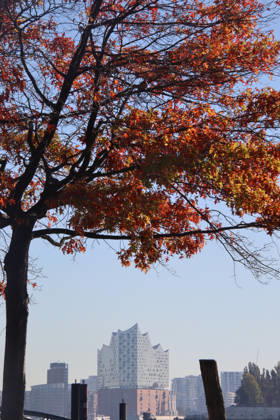Golden October in Hamburg: Colorful leaves glisten in the sunlight