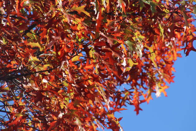 Golden October in Hamburg: Colorful leaves glisten in the sunlight