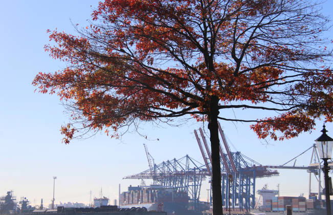 Golden October in Hamburg: Colorful leaves glisten in the sunlight
