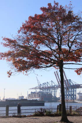 Golden October in Hamburg: Colorful leaves glisten in the sunlight