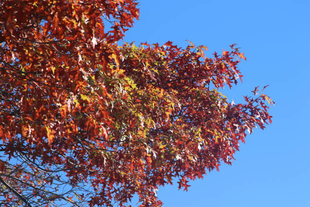 Golden October in Hamburg: Colorful leaves glisten in the sunlight
