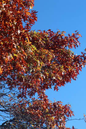 Golden October in Hamburg: Colorful leaves glisten in the sunlight
