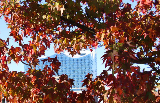 Golden October in Hamburg: Colorful leaves glisten in the sunlight
