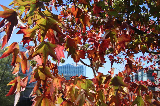 Golden October in Hamburg: Colorful leaves glisten in the sunlight