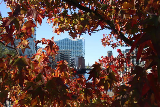 Golden October in Hamburg: Colorful leaves glisten in the sunlight