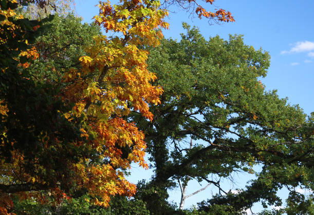 An autumn day in Feldafing, Feldafinger Park, Starnberg District. Here is a view of colorful trees, fall foliage, deciduous trees, autumnal, a play of colors, autumn leaves, fall colors, leaf coloration, red, yellow, red foliage, yellow foliage, natural spectacle, autumn scene
