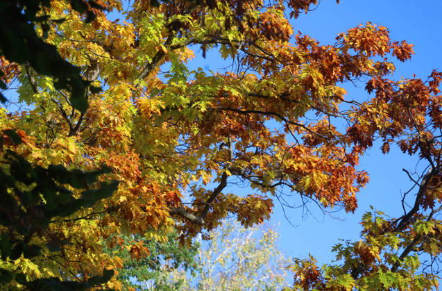 An autumn day in Feldafing, Feldafinger Park, Starnberg District. Here is a view of colorful trees, fall foliage, deciduous trees, autumnal, a play of colors, autumn leaves, fall colors, leaf coloration, red, yellow, red foliage, yellow foliage, natural spectacle, autumn scene