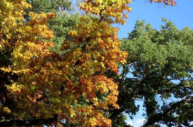 An autumn day in Feldafing, Feldafinger Park, Starnberg District. Here is a view of colorful trees, fall foliage, deciduous trees, autumnal, a play of colors, autumn leaves, fall colors, leaf coloration, red, yellow, red foliage, yellow foliage, natural spectacle, autumn scene