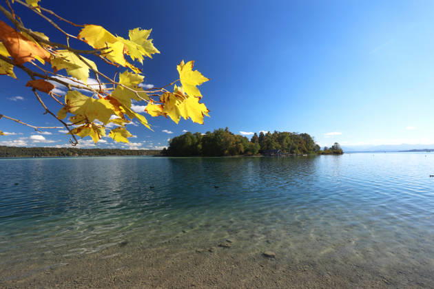 An autumn day in Feldafing, Feldafinger Park, Starnberg District. Here is a view of Lake Starnberg with Rose Island; on the left, maple leaves, colorful trees, fall foliage, deciduous trees, autumnal, play of colors, autumn leaves, fall colors, leaf coloration, red, yellow, red foliage, yellow foliage, natural spectacle, autumn scene, autumn impression, weather scene, golde