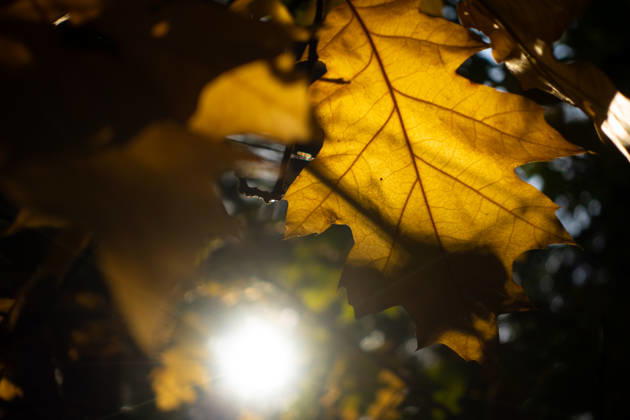 Fall Foliage: The leaves in the forests of the Wetterau are beginning to take on their fall colors. Wetterau, Hesse, Germany 2026-10-12_wetterau_herbst_02