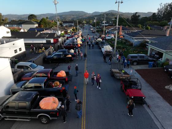 53rd Annual Safeway World Championship Pumpkin Weigh-Off in Half Moon Bay HALF MOON BAY, CA - OCTOBER 12: Giants pumpkins lined up for the 53rd annual Safeway World Championship Pumpkin Weigh-Off t the I.D.E.S. Grounds in Half Moon Bay, California, United States on October 12, 2026. Tayfun Coskun Anadolu California United States. Editorial use only. Please get in touch for any other usage.  Copyright: x2026xAnadoluxTayfunxCoskunx