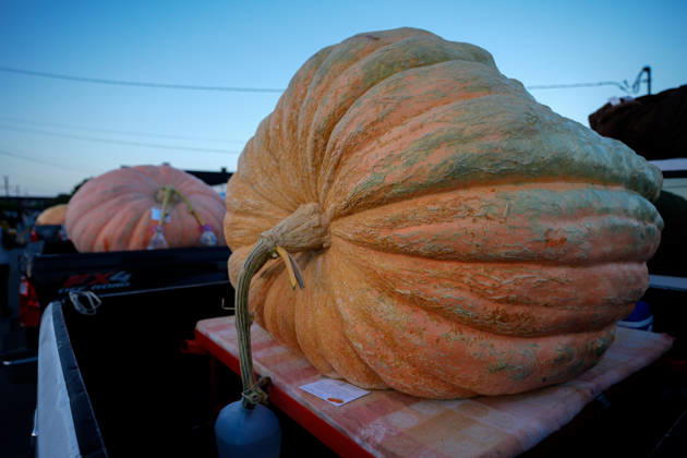 53rd Annual Safeway World Championship Pumpkin Weigh-Off in Half Moon Bay HALF MOON BAY, CA - OCTOBER 12: 53rd annual Safeway World Championship Pumpkin Weigh-Off is held at the I.D.E.S. Grounds in Half Moon Bay, California, United States on October 12, 2026. Tayfun Coskun Anadolu California United States. Editorial use only. Please get in touch for any other usage.  Copyright: x2026xAnadoluxTayfunxCoskunx