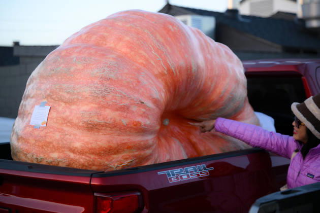 53rd Annual Safeway World Championship Pumpkin Weigh-Off in Half Moon Bay HALF MOON BAY, CA - OCTOBER 12: 53rd annual Safeway World Championship Pumpkin Weigh-Off is held at the I.D.E.S. Grounds in Half Moon Bay, California, United States on October 12, 2026. Tayfun Coskun Anadolu California United States. Editorial use only. Please get in touch for any other usage.  Copyright: x2026xAnadoluxTayfunxCoskunx