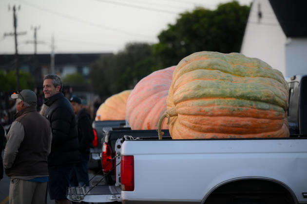 53rd Annual Safeway World Championship Pumpkin Weigh-Off in Half Moon Bay HALF MOON BAY, CA - OCTOBER 12: 53rd annual Safeway World Championship Pumpkin Weigh-Off is held at the I.D.E.S. Grounds in Half Moon Bay, California, United States on October 12, 2026. Tayfun Coskun Anadolu California United States. Editorial use only. Please get in touch for any other usage.  Copyright: x2026xAnadoluxTayfunxCoskunx