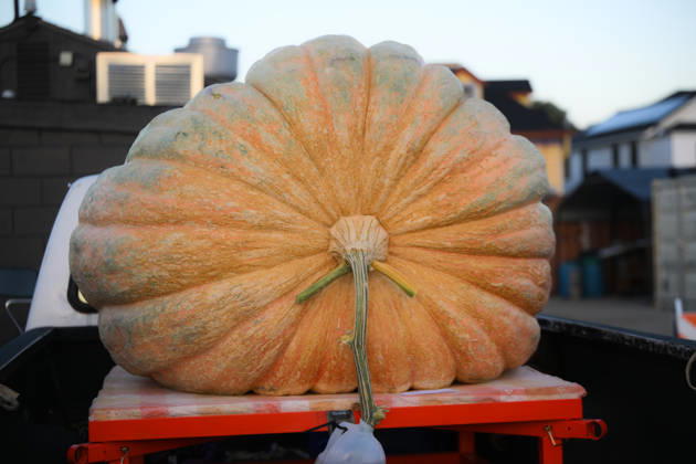 53rd Annual Safeway World Championship Pumpkin Weigh-Off in Half Moon Bay HALF MOON BAY, CA - OCTOBER 12: 53rd annual Safeway World Championship Pumpkin Weigh-Off is held at the I.D.E.S. Grounds in Half Moon Bay, California, United States on October 12, 2026. Tayfun Coskun Anadolu California United States. Editorial use only. Please get in touch for any other usage.  Copyright: x2026xAnadoluxTayfunxCoskunx