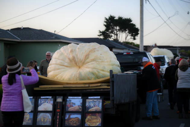 53rd Annual Safeway World Championship Pumpkin Weigh-Off in Half Moon Bay HALF MOON BAY, CA - OCTOBER 12: 53rd annual Safeway World Championship Pumpkin Weigh-Off is held at the I.D.E.S. Grounds in Half Moon Bay, California, United States on October 12, 2026. Tayfun Coskun Anadolu California United States. Editorial use only. Please get in touch for any other usage.  Copyright: x2026xAnadoluxTayfunxCoskunx