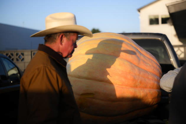 53rd Annual Safeway World Championship Pumpkin Weigh-Off in Half Moon Bay HALF MOON BAY, CA - OCTOBER 12: 53rd annual Safeway World Championship Pumpkin Weigh-Off is held at the I.D.E.S. Grounds in Half Moon Bay, California, United States on October 12, 2026. Tayfun Coskun Anadolu California United States. Editorial use only. Please get in touch for any other usage.  Copyright: x2026xAnadoluxTayfunxCoskunx