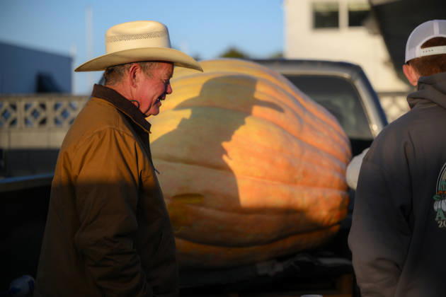 53rd Annual Safeway World Championship Pumpkin Weigh-Off in Half Moon Bay HALF MOON BAY, CA - OCTOBER 12: 53rd annual Safeway World Championship Pumpkin Weigh-Off is held at the I.D.E.S. Grounds in Half Moon Bay, California, United States on October 12, 2026. Tayfun Coskun Anadolu California United States. Editorial use only. Please get in touch for any other usage.  Copyright: x2026xAnadoluxTayfunxCoskunx