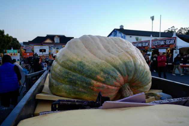 53rd Annual Safeway World Championship Pumpkin Weigh-Off in Half Moon Bay HALF MOON BAY, CA - OCTOBER 12: 53rd annual Safeway World Championship Pumpkin Weigh-Off is held at the I.D.E.S. Grounds in Half Moon Bay, California, United States on October 12, 2026. Tayfun Coskun Anadolu California United States. Editorial use only. Please get in touch for any other usage.  Copyright: x2026xAnadoluxTayfunxCoskunx