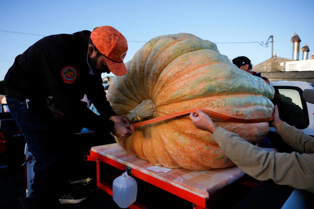53rd Annual Safeway World Championship Pumpkin Weigh-Off in Half Moon Bay HALF MOON BAY, CA - OCTOBER 12: 53rd annual Safeway World Championship Pumpkin Weigh-Off is held at the I.D.E.S. Grounds in Half Moon Bay, California, United States on October 12, 2026. Tayfun Coskun Anadolu California United States. Editorial use only. Please get in touch for any other usage.  Copyright: x2026xAnadoluxTayfunxCoskunx