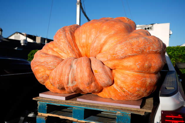 53rd Annual Safeway World Championship Pumpkin Weigh-Off in Half Moon Bay HALF MOON BAY, CA - OCTOBER 12: 53rd annual Safeway World Championship Pumpkin Weigh-Off is held at the I.D.E.S. Grounds in Half Moon Bay, California, United States on October 12, 2026. Tayfun Coskun Anadolu California United States. Editorial use only. Please get in touch for any other usage.  Copyright: x2026xAnadoluxTayfunxCoskunx