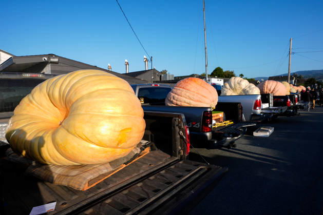53rd Annual Safeway World Championship Pumpkin Weigh-Off in Half Moon Bay HALF MOON BAY, CA - OCTOBER 12: 53rd annual Safeway World Championship Pumpkin Weigh-Off is held at the I.D.E.S. Grounds in Half Moon Bay, California, United States on October 12, 2026. Tayfun Coskun Anadolu California United States. Editorial use only. Please get in touch for any other usage.  Copyright: x2026xAnadoluxTayfunxCoskunx