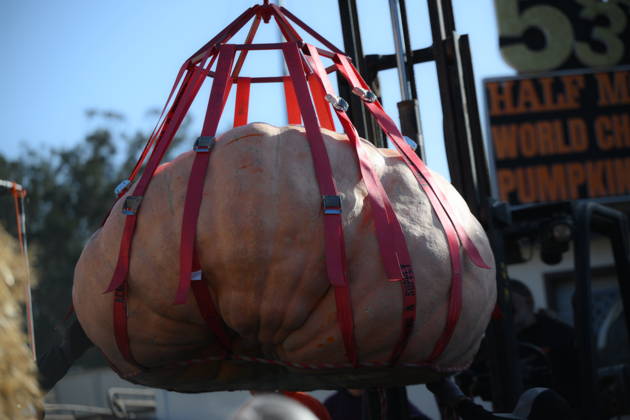 53rd Annual Safeway World Championship Pumpkin Weigh-Off in Half Moon Bay HALF MOON BAY, CA - OCTOBER 12: 53rd annual Safeway World Championship Pumpkin Weigh-Off is held at the I.D.E.S. Grounds in Half Moon Bay, California, United States on October 12, 2026. Tayfun Coskun Anadolu California United States. Editorial use only. Please get in touch for any other usage.  Copyright: x2026xAnadoluxTayfunxCoskunx
