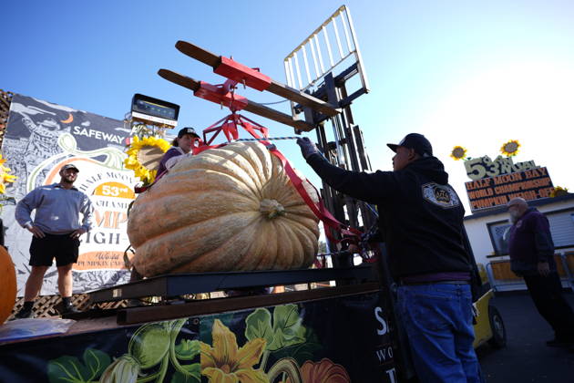 53rd Annual Safeway World Championship Pumpkin Weigh-Off in Half Moon Bay HALF MOON BAY, CA - OCTOBER 12: 53rd annual Safeway World Championship Pumpkin Weigh-Off is held at the I.D.E.S. Grounds in Half Moon Bay, California, United States on October 12, 2026. Tayfun Coskun Anadolu California United States. Editorial use only. Please get in touch for any other usage.  Copyright: x2026xAnadoluxTayfunxCoskunx