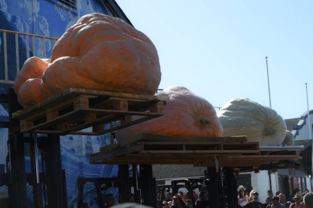 53rd Annual Safeway World Championship Pumpkin Weigh-Off in Half Moon Bay HALF MOON BAY, CA - OCTOBER 12: 53rd annual Safeway World Championship Pumpkin Weigh-Off is held at the I.D.E.S. Grounds in Half Moon Bay, California, United States on October 12, 2026. Tayfun Coskun Anadolu California United States. Editorial use only. Please get in touch for any other usage.  Copyright: x2026xAnadoluxTayfunxCoskunx