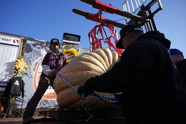 53rd Annual Safeway World Championship Pumpkin Weigh-Off in Half Moon Bay HALF MOON BAY, CA - OCTOBER 12: 53rd annual Safeway World Championship Pumpkin Weigh-Off is held at the I.D.E.S. Grounds in Half Moon Bay, California, United States on October 12, 2026. Tayfun Coskun Anadolu California United States. Editorial use only. Please get in touch for any other usage.  Copyright: x2026xAnadoluxTayfunxCoskunx
