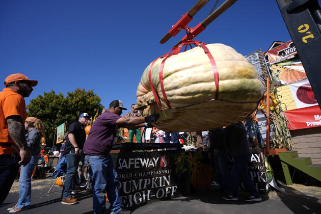 53rd Annual Safeway World Championship Pumpkin Weigh-Off in Half Moon Bay HALF MOON BAY, CA - OCTOBER 12: 53rd annual Safeway World Championship Pumpkin Weigh-Off is held at the I.D.E.S. Grounds in Half Moon Bay, California, United States on October 12, 2026. Tayfun Coskun Anadolu California United States. Editorial use only. Please get in touch for any other usage.  Copyright: x2026xAnadoluxTayfunxCoskunx